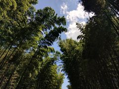 -蜀南竹海景区