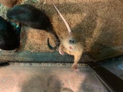 -酷嗒动物文化乐园(cutezoo西溪乐天城店)