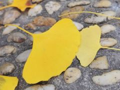 -上海中医药大学附属曙光医院(东部)