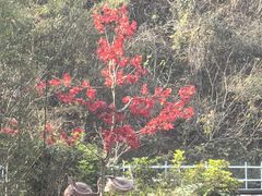 -桂林古东瀑布景区