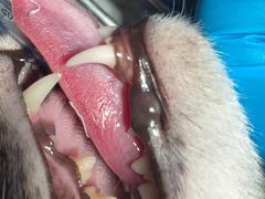-伟伟宠物医院·CT影像中心·瑞派犬猫综合性门诊(汉口总院)