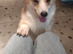 -豆柴町-柴犬主题狗咖(红鼎国际C座店)