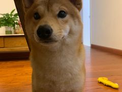 -翊宠yipet猫狗购宠庄园犬舍•猫舍