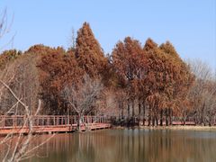 -贡湖湾湿地公园