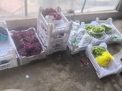 -马陆小张葡萄园农家乐