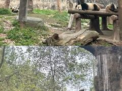 -都江堰中华大熊猫苑