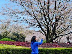 -武汉大学-樱园