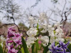 -石家庄市植物园