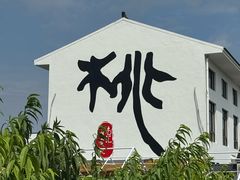 -南汇新场正宗水蜜桃采摘