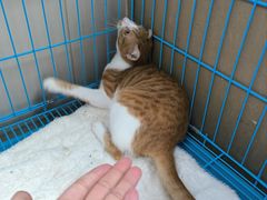 -创凡宠物医院·骨专科  猫科中心(西乡分院)