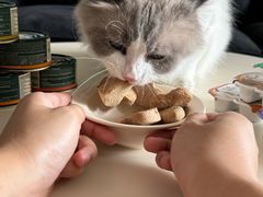 -帕帕拉兹宠物(亚洲旗舰店)