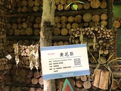 -呀路古热带植物园