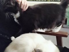 -猫色咖啡·猫咖