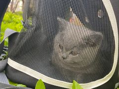 -瑞派福兴宠物医院犬猫全科·骨科·中西医结合(河东店)