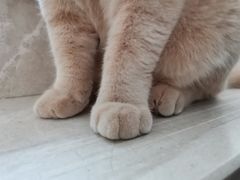 -Catmate·猫肥家润(金润铂宫店)