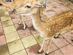 -济南野生动物世界