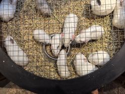 -酷嗒动物文化乐园(cutezoo西溪乐天城店)