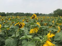 -上海杨姆庄园