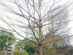 -麦当劳(伟城广场店)