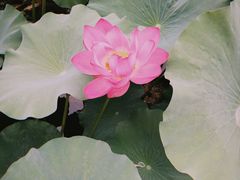 -上海市保健医疗中心