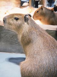 -Zoolung Zoolung动物主题公园(海信广场店)