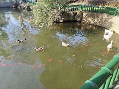 -东湖落雁景区