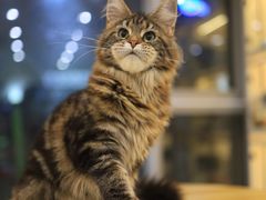-柚子猫舍·精品猫舍购猫·猫咪认养·购宠·宠物店