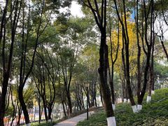 -重庆市江北嘴中央商务区中央公园