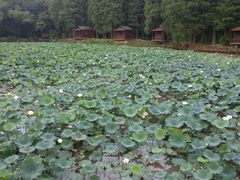 -南宁良凤江国家森林公园