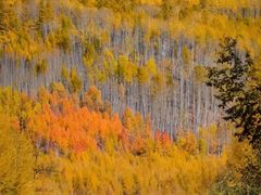 -北极村旅游风景区