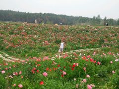 -北纬44度·金珠花海休闲农业旅游景区