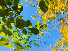 -武清南湖绿博园