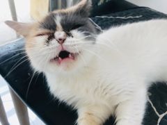 -平行世界·猫咖(首经贸店)