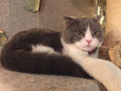 -共舞时光猫咖·狗咖(新街口店)
