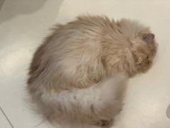 -飞行喵MR PILOT|猫舍·猫咖(静安大融城店)