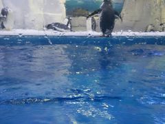 游乐设施-华夏文旅海洋公园