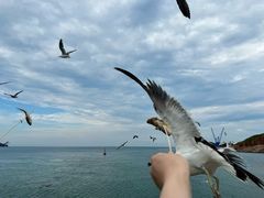 -海驴岛(荣成市)