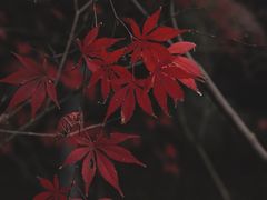 -常德桃花源景区