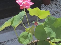 -SFC上影百联影城(川沙IMAX店)