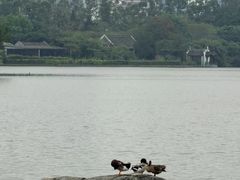 -海珠湖公园