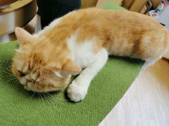 -猫和宫(六道口店)