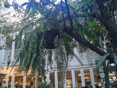 -Fern Forest Cafe