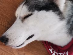 -Husky Go! 哈士奇体验馆·宠物咖啡厅狗咖
