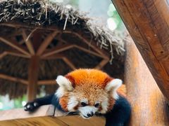 -北京野生动物园