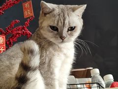 -萌喵宠狗爱心宠咖