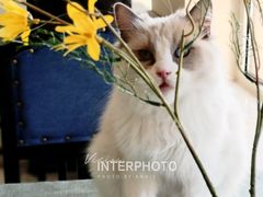 -鼓捣猫呢主题猫咖店