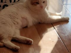 -瑞派·关忠动物医院·猫专科·犬专科(三环新城店)