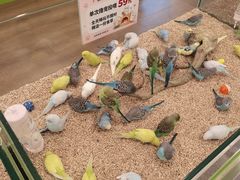 -凯德MALL(望京店)