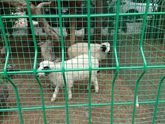 -大鹅岛绿色生态美食园