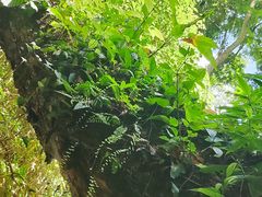 -西双版纳原始森林公园